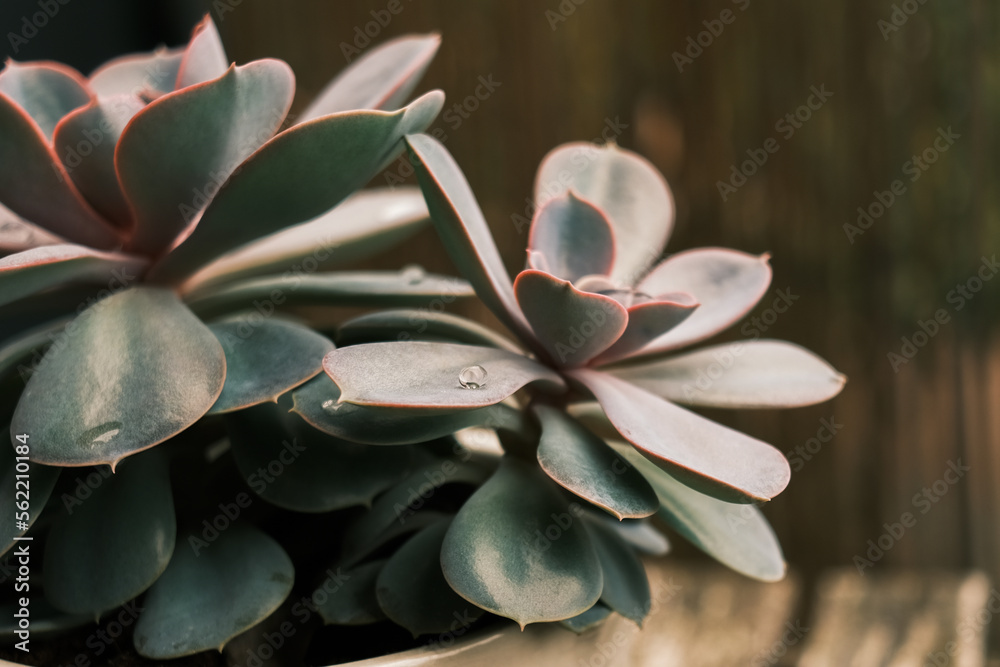 Succulent plant with water drop Succulent plant with water drop