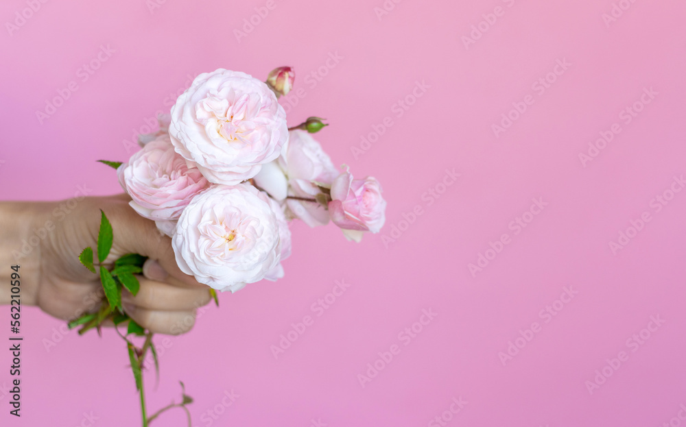 small cute rose branch bouquet flowers in woman hand or in green color bucket isolated on pink space copy paste for text advertising spring banner women mother day wedding birthday flowers girl female