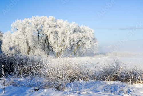 Beautiful white winter scene with frosted hoarfrost covered branches, frozen lake and clear blue sky