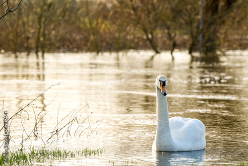 White swan in evening light of the sunset on a lake photo