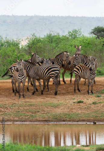 Zebra s im Tsavo Nationalpark in Kenia