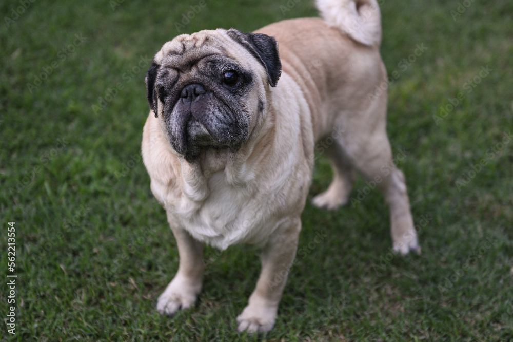 old pug