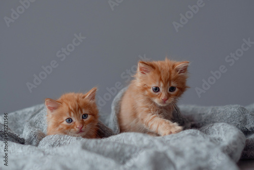 Cute little ginger kittens lies on fur blanket