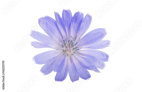 Cichorium intybus - common chicory flowers isolated on the white background