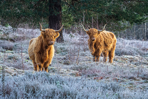 highland cow in winter