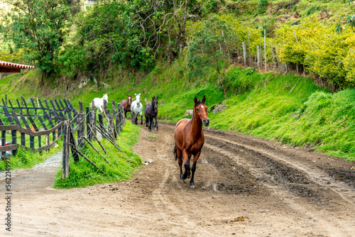 horses running on a dirt road © edojob