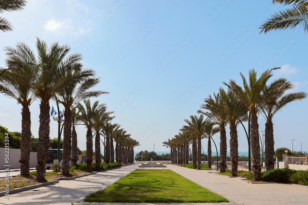 View of beautiful city park with palm trees