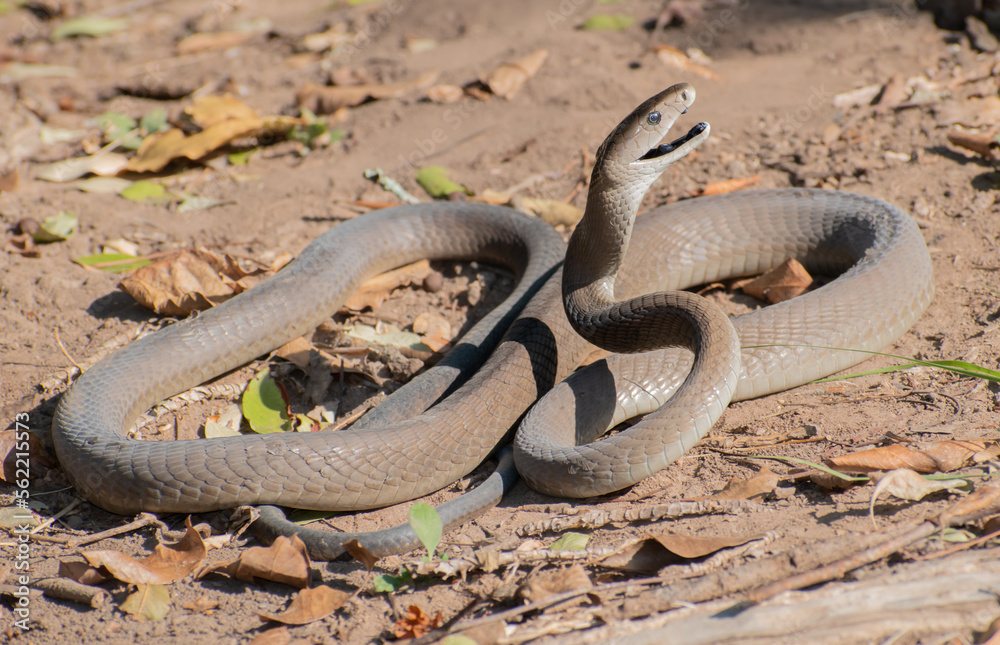 Black Mamba (Dendroaspis polylepis) Black Mamba (Dendroaspis polylepis)