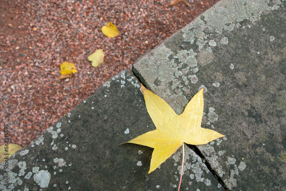 Autumn leaf color in japanese maple yellow leaf in Germany Autumn leaf color in japanese maple yellow leaf in Germany