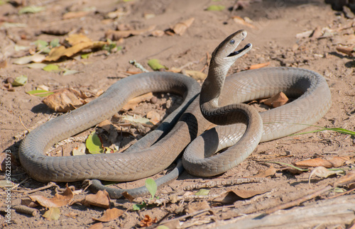 The feared Black Mamba (Dendroaspis polylepis) raising its head in a defensive pose – Africa’s deadly venomous snake