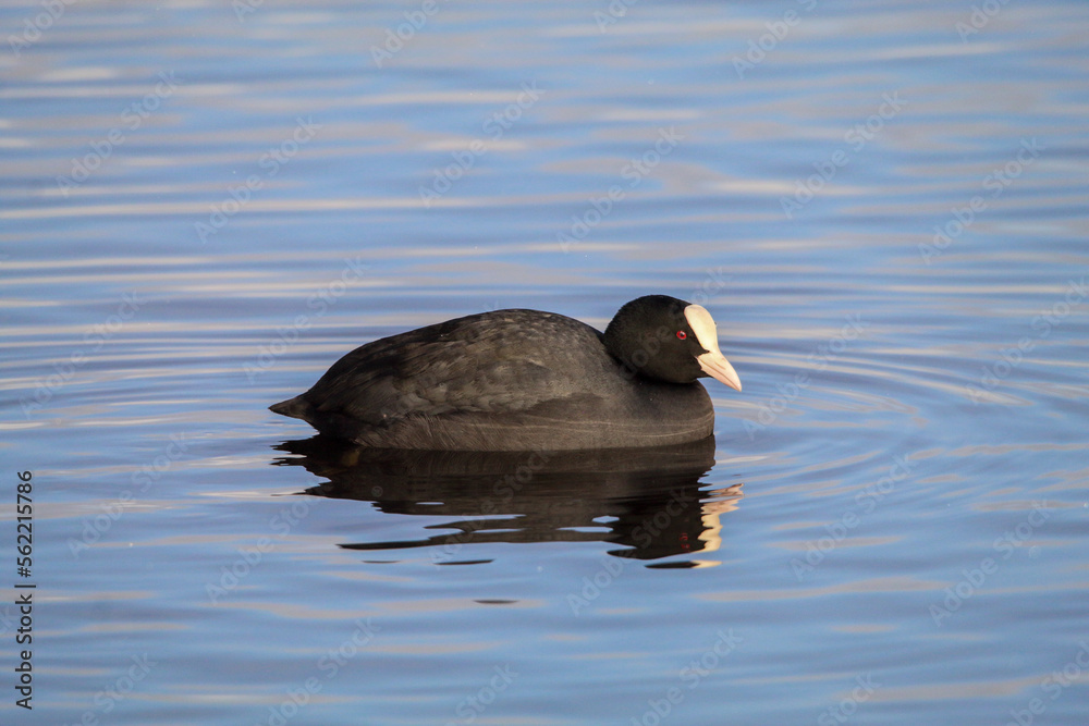 A stunning portrait of an American Coot on a calm lake, ripples can be seen in the water from the movement of the duck. A stunning portrait of an American Coot on a calm lake, ripples can be seen in the water from the movement of the duck.