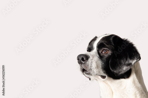 Fototapeta Naklejka Na Ścianę i Meble -  beautiful mongrel dog with black and white spots, an adopted  dog, love for dogs