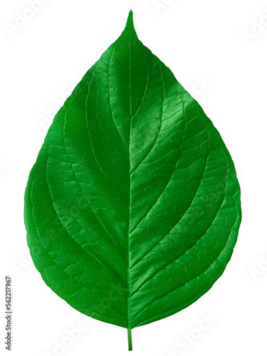 Wallpaper Mural Single green leaf on white background. Fresh natural leaf detail. Organic structure with veins.  Torontodigital.ca