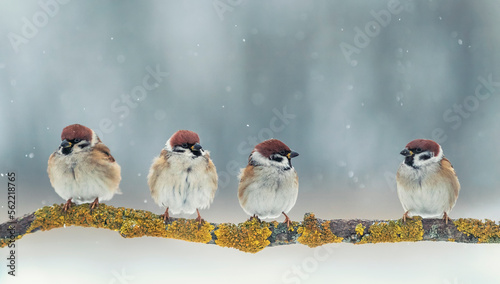 funny and funny little birds sparrows sitting on a branch in a winter park