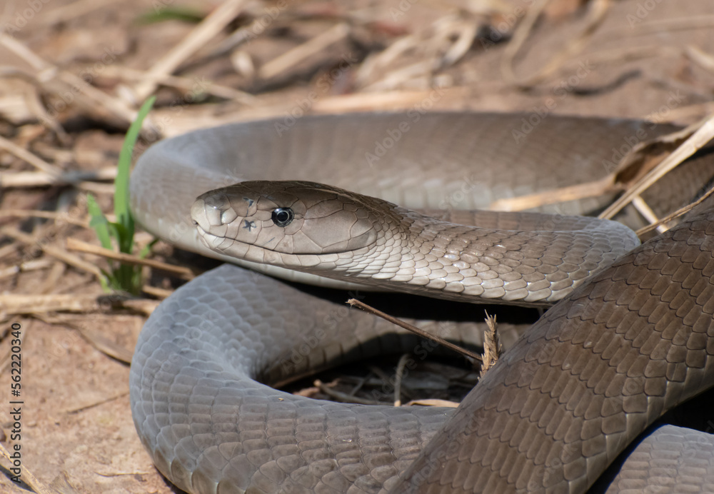 Obraz premium Black Mamba (Dendroaspis polylepis)