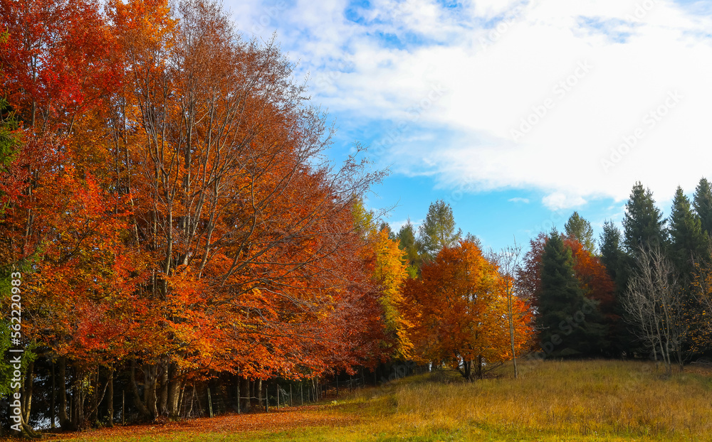 fantastic autumn landscape with colorful leaves ready to fall towards winter