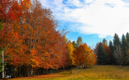 fantastic autumn landscape with colorful leaves ready to fall towards winter