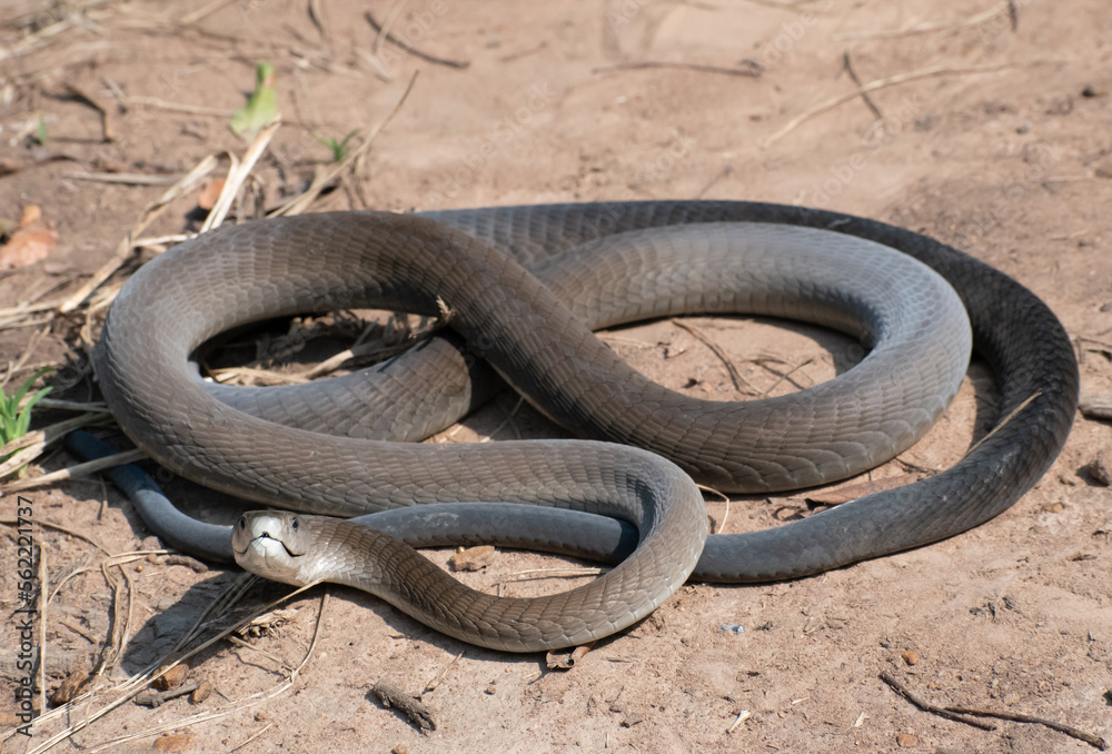 Obraz premium Black Mamba (Dendroaspis polylepis)