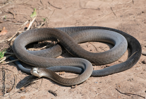 Black Mamba (Dendroaspis polylepis)