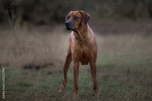 2023-01-16 A FULL GROWN RHODESIAN RIDGEBACK STANDING TALL AND ON ALERT IN A FIELD AT THE MARYMOOR OFF LEASH DOG PARK