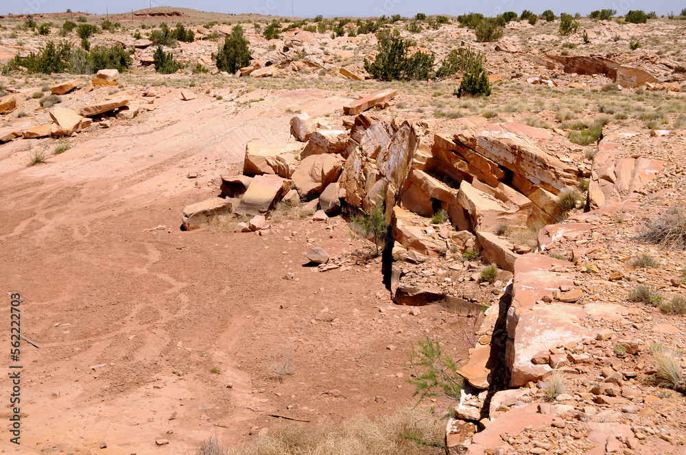 Obraz premium Petrified Forest Arizona