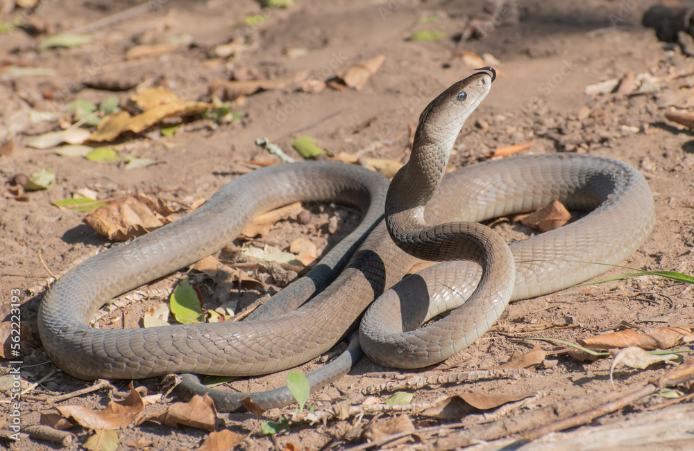 Black Mamba (Dendroaspis polylepis) Black Mamba (Dendroaspis polylepis)
