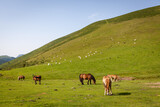 wild horses in the pyrenees
