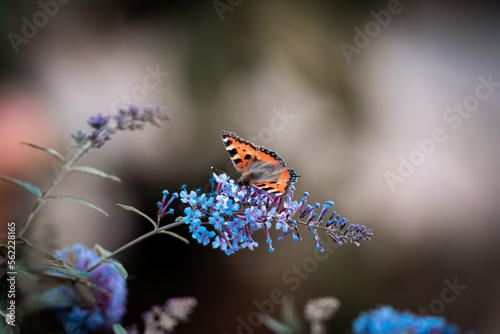 Beautiful peacock butterfly sitting on nice flower in the garden,beautiful background for computer screen or mobile screen, amazing close up view on butterfly 