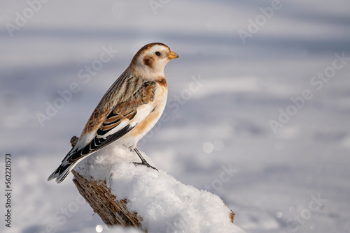 Snow bunting bird in snow on cold winter day.