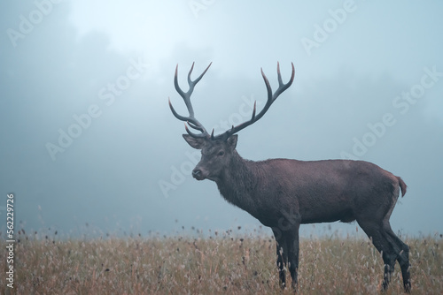 Wild red deer  cervus elaphus  during rut in wild autumn nature  in rut time wildlife photography of animals in natural environment