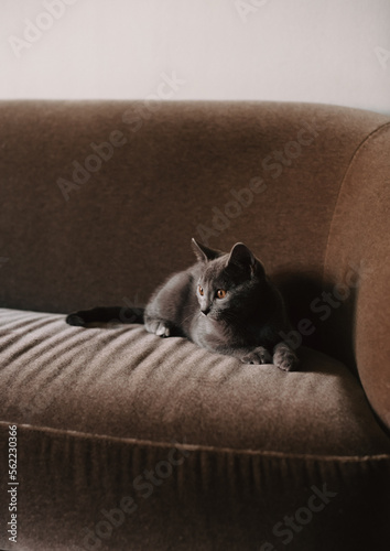 Graue schöne Katze liegt auf dem Sofa  photo