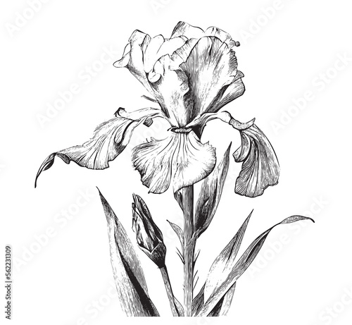 Iris flower sketch hand drawn engraving style Vector illustration