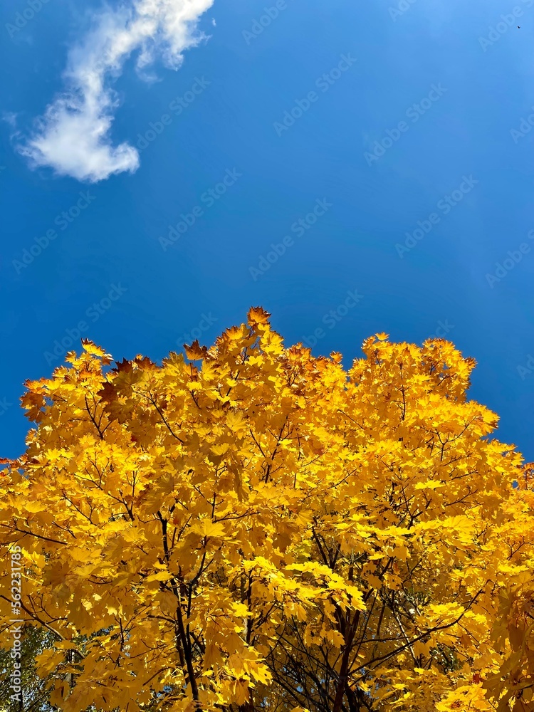Fototapeta premium autumn trees in the mountains