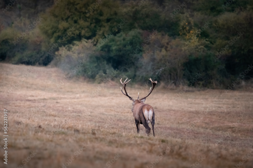 Wild red deer (cervus elaphus) during rut in wild autumn nature, morning fog on the meadow,wildlife photography of animals in natural environment,SlovakiaWild red deer (cervus elaphus) during rut in w Wild red deer (cervus elaphus) during rut in wild autumn nature, morning fog on the meadow,wildlife photography of animals in natural environment,SlovakiaWild red deer (cervus elaphus) during rut in w