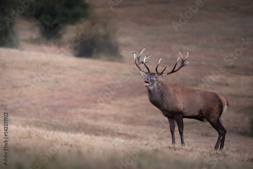 Wild red deer (cervus elaphus) during rut in wild autumn nature, morning fog on the meadow,wildlife photography of animals in natural environment,SlovakiaWild red deer (cervus elaphus) during rut in w