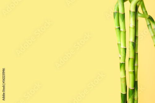 Bamboo stems on yellow background