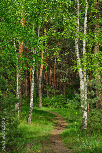 Fototapeta Naklejka Na Ścianę i Meble -  The footpath goes through birch grove.