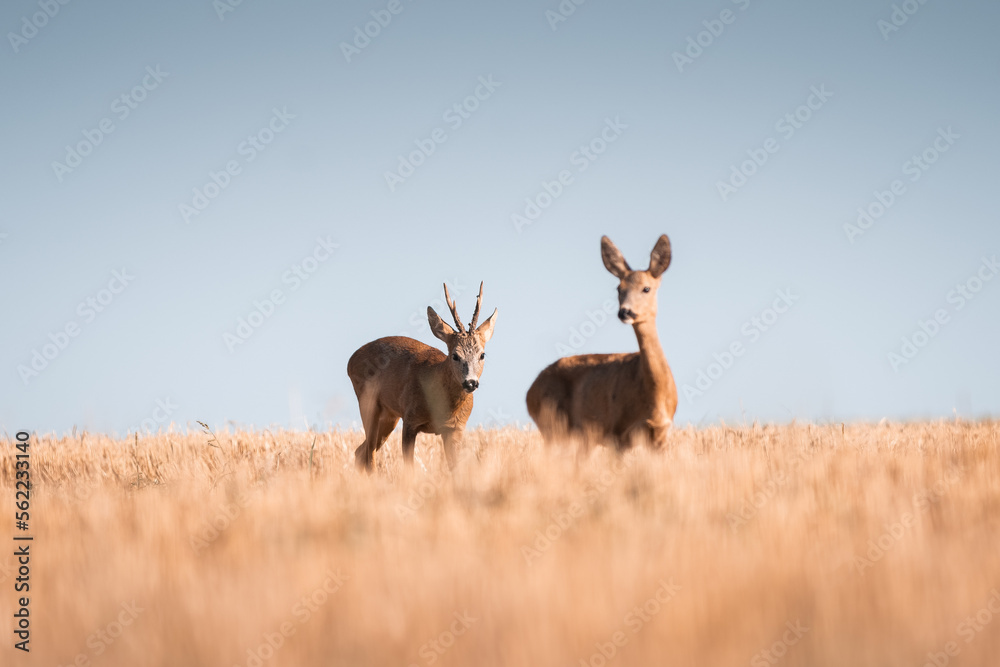 Roe deer, capreolus capreolus male and female during rut in warm sunny days in the grain,wild nature in Slovakia, useful for magazines,articles Roe deer, capreolus capreolus male and female during rut in warm sunny days in the grain,wild nature in Slovakia, useful for magazines,articles