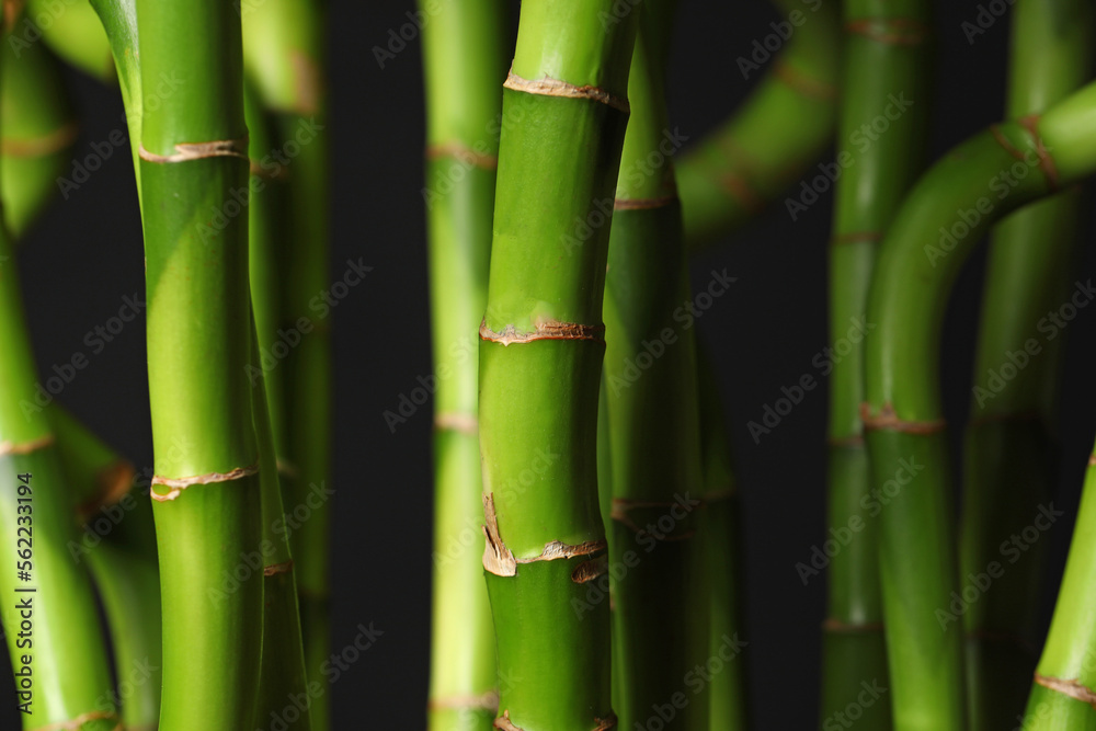 Fresh bamboo stems on dark background, closeup Fresh bamboo stems on dark background, closeup