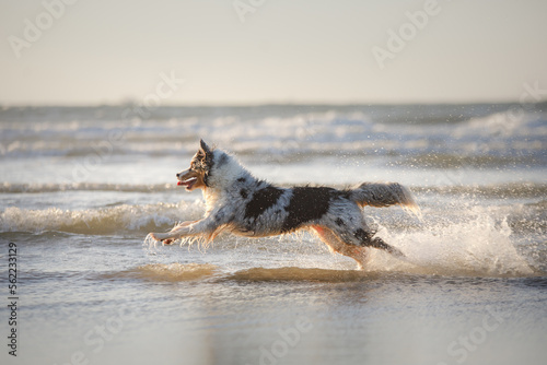 dog in water. Active australian shepherd jumping at sea. Active holiday with a pet