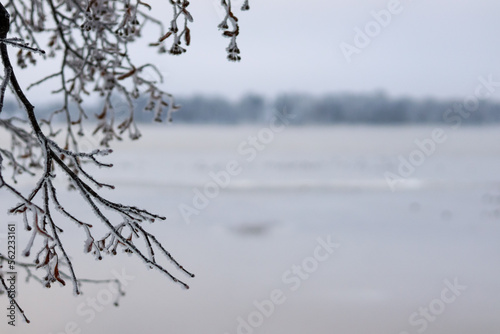 Frost covered trees in city