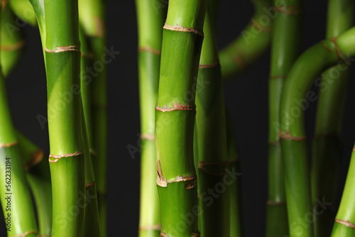 Fototapeta Naklejka Na Ścianę i Meble -  Fresh bamboo stems on dark background, closeup