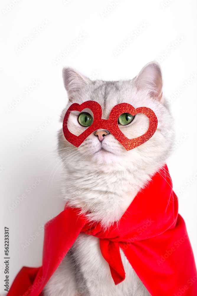adorable white cat in a red mask in the form of hearts and a red cape.