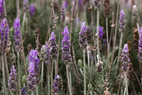 Lavender flowers growing in summer field in Provence, France. Blooming scented plants, flowers in natural light close up. Gardening, horticulture concept. Producing cosmetics, fragrance oils, perfumes