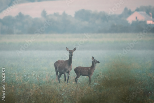  Female and young Red deer, cervus elaphus hidden in the  summer morning fog near the vilage, useful for magazines,articles and hunting papers © Dominik