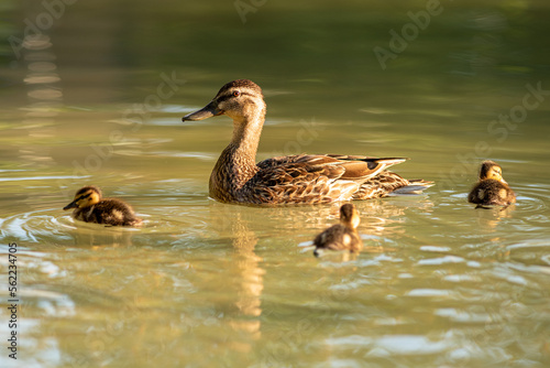 młode dzikie kaczki pływają po stawie w parku