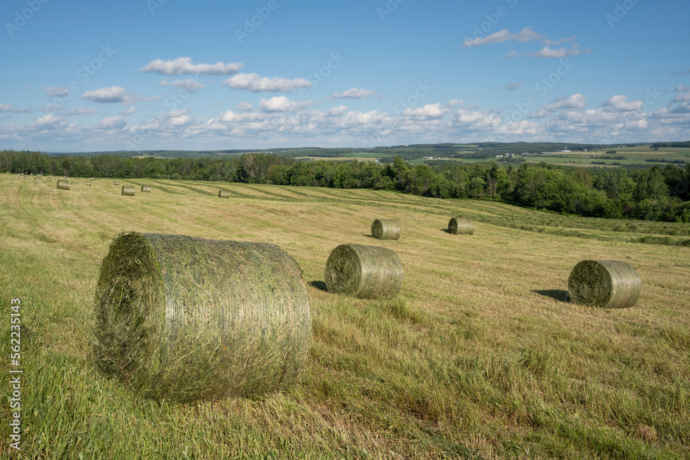 Bales of hay in a beautiful countryside field on a sunny summer afternoon. Freshly pressed. 