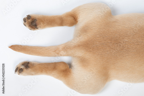 Fototapeta Paw and tail of brown dog
