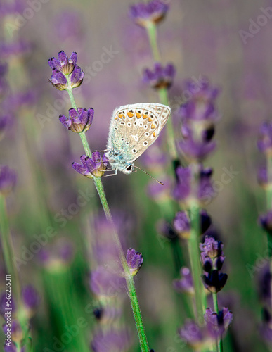 piękny motyl w kropki na kwiatach lawendy