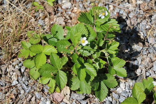 Flowering forest strawberries, Sweden photo